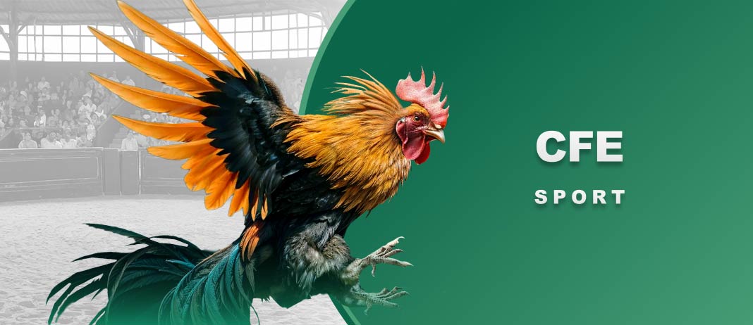 Sảnh gà CFE của e2bet